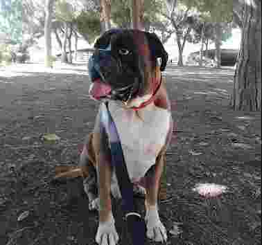 Image of Masterofcanes - educación y adiestramiento canino Valencia service in Valencia, Valencia, Spain