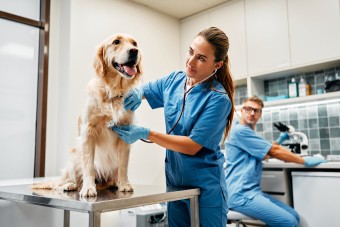 Image of Maciachini - Surgery and Emergency Vet service in Milano, Lombardia, Italy