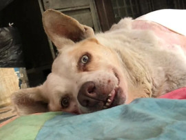 Image of Amrita's Pet Boarding service in New Delhi, Delhi, India