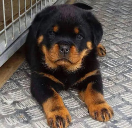 Image of Petsmart Puppies service in Noida, Uttar Pradesh, India
