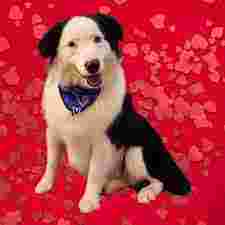 Image of Deb's Pride & Groom service in Oklahoma City, Oklahoma, United States
