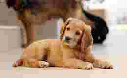 Image of Stokesley Veterinary Practice service in Stokesley, England, United Kingdom