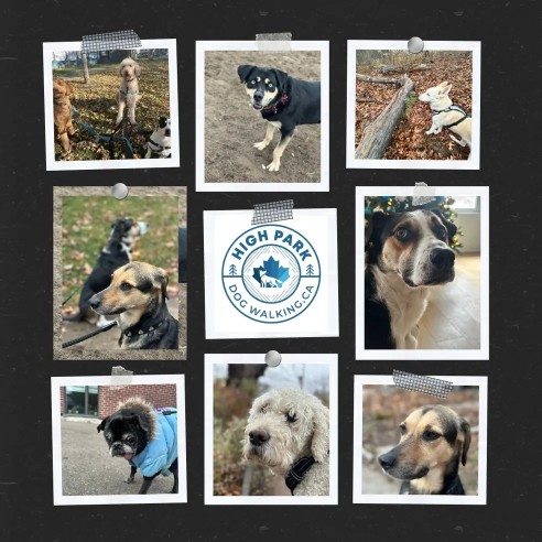 Image of High Park Dog Walking service in Toronto, Ontario, Canada