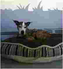 Image of Camp Crockett Dog Day Camp service in Burien, Washington, United States