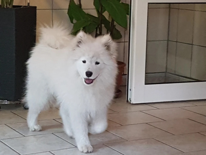 Image of Hundesalon Lucky service in Leipzig, Sachsen, Germany