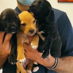 Image of Clinica Veterinaria MasterVet service in Palermo, Sicilia, Italy