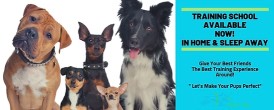 Image of The Perfect Pup service in Massapequa, New York, United States Image of The Perfect Pup service in Massapequa, New York, United States