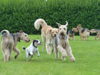 Image of Hundeschule Axstedt - Trainingszentrum für Hund & Halter in Niedersachsen service in Axstedt, Niedersachsen, Germany