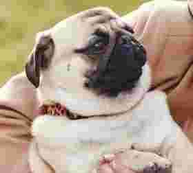 Image of ThePetNest - Book Pet Groomer, Boarder, Vet & Walker online service in New Delhi, Delhi, India