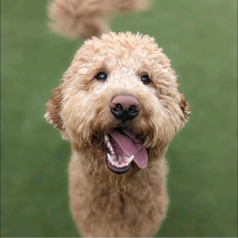 Image of Barley's Canine Recreation Center service in Salt Lake City, Utah, United States