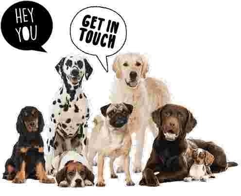 Image of Day 2 day doggy day care service in Oldham, England, United Kingdom