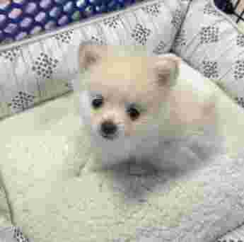 Image of A Puppy For You service in Sugar Land, Texas, United States