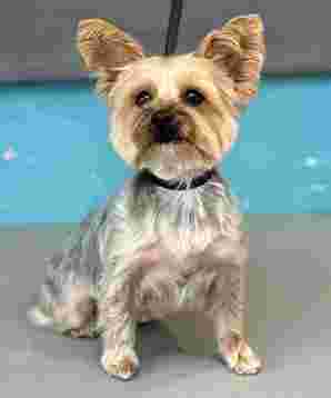 Image of Dog Town Liverpool service in Liverpool, England, United Kingdom