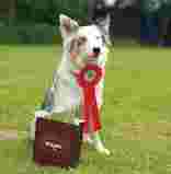Image of Hundesportverein Meerbusch-Kaarst service in Meerbusch, Nordrhein-Westfalen, Germany