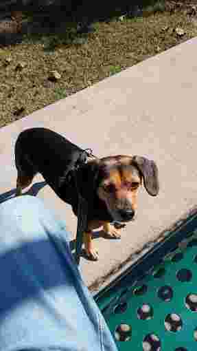 Image of Hollywood Pets service in Danville, California, United States Image of Hollywood Pets service in Danville, California, United States