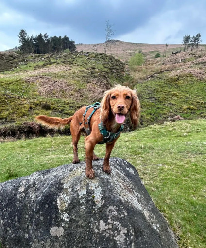 Image of The Dog Training Company Wakefield service in Wakefield, England, United Kingdom