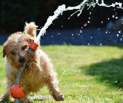 Image of Barking Mad Dog Walkers and Doggy Day Care service in Cleveland, Aberdeen, United Kingdom