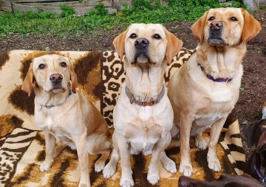 Image of Hundekindergarten mops-fidél service in Leipzig, Sachsen, Germany