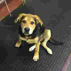 Image of Lee Jeffries - Animal Trainer service in Wath upon Dearne, England, United Kingdom