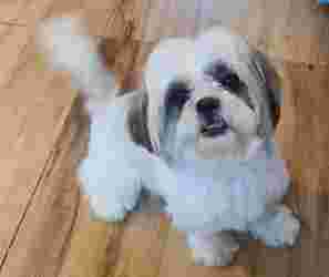 Image of Bobo Pet Care and Boarding House service in Greater Noida, Uttar Pradesh, India