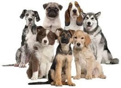 Image of Dog Training By Bruce service in Cherry Hill Township, New Jersey, United States Image of Dog Training By Bruce service in Cherry Hill Township, New Jersey, United States