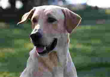 Image of Destination Dog Ranch service in Montgomery, Alabama, United States