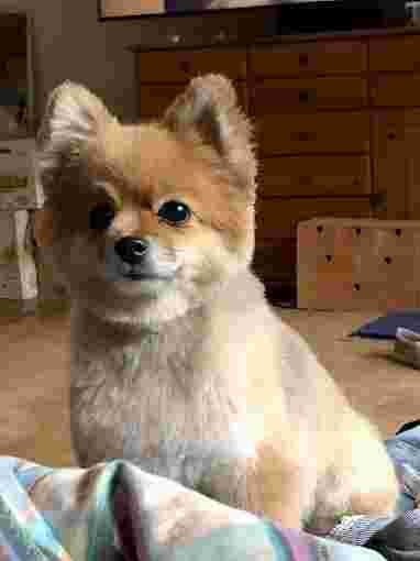 Image of Hundefriseur Adrienn Bebes service in Munchen, Bayern, Germany