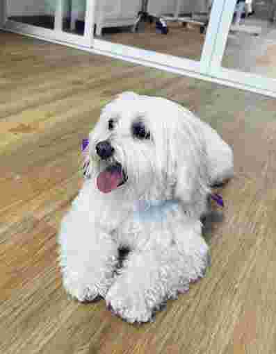 Image of Petite Maison Toelettatura Milano San Siro service in Milano, Lombardia, Italy