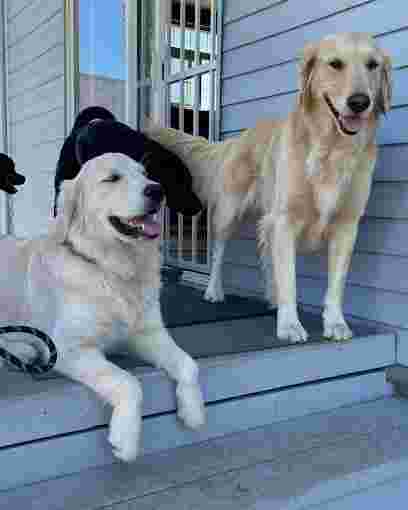 Image of Night Shift Pet Care service in Portland, Connecticut, United States Image of Night Shift Pet Care service in Portland, Connecticut, United States