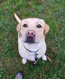 Image of DOG TEAM COLOGNE Hundeschule service in Koln, Nordrhein-Westfalen, Germany