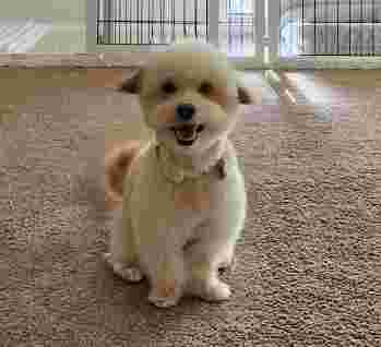 Image of Veterinary Emergency Group - Las Vegas service in Las Vegas, Nevada, United States