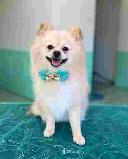 Image of Estética Canina Gina Glez Pet Grooming service in Tijuana, Baja California, Mexico