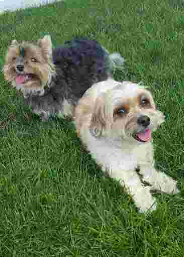 Image of Beloved Furever Friend service in North Massapequa, New York, United States