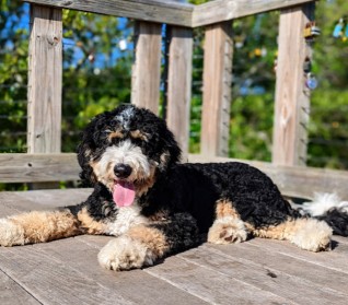 Image of The Island Dog Academy Tampa Bay service in Clearwater, Florida, United States Image of The Island Dog Academy Tampa Bay service in Clearwater, Florida, United States