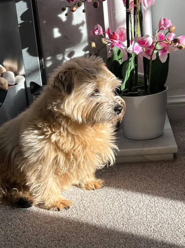 Image of Medivet Harrogate Oak Beck Way service in Harrogate, England, United Kingdom