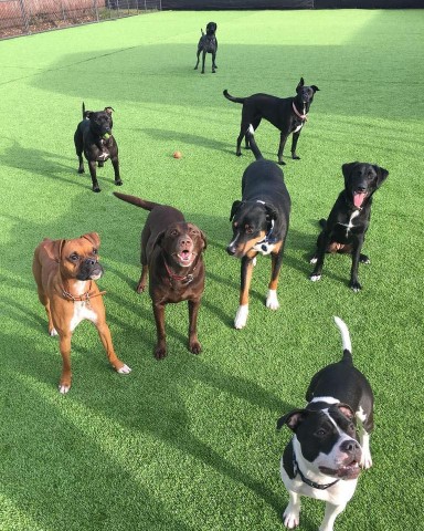 Image of Wet Noses & Wagging Tails Dog Daycare service in Vancouver, Washington, United States