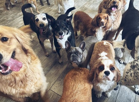 Image of Claridge Spa Pet Resort service in Collierville, Tennessee, United States Image of Claridge Spa Pet Resort service in Collierville, Tennessee, United States