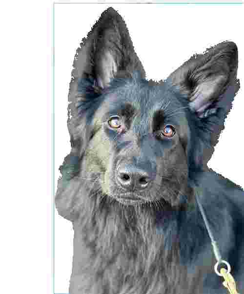 Image of ADK9 Dog Training service in Barrow Hill, England, United Kingdom