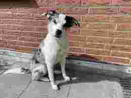 Image of Professionelles Hundetraining & Dogwalking Jessica Börner service in Essen, Nordrhein-Westfalen, Germany