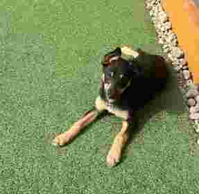 Image of 4Paws Dog Training & Walking service in Newcastle-under-Lyme, England, United Kingdom