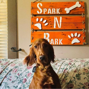 Image of Spark-N-Bark Pet Sitting Services, LLC. service in Danville, California, United States Image of Spark-N-Bark Pet Sitting Services, LLC. service in Danville, California, United States