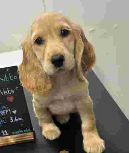 Image of Maple Veterinary Surgery, Halton View service in Widnes, Cheshire, United Kingdom