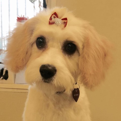 Image of Vicars Road Dog Grooming service in Cork, Cork, Ireland