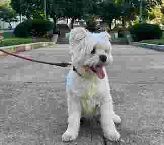 Image of Hot Dog Boarding and Daycare service in Baltimore, Maryland, United States