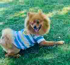 Image of Doggie Stylz Grooming service in Las Vegas, Nevada, United States