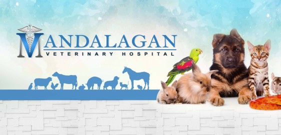 Image of Mandalagan Veterinary Hospital service in Bacolod, Negros Island Region, Philippines