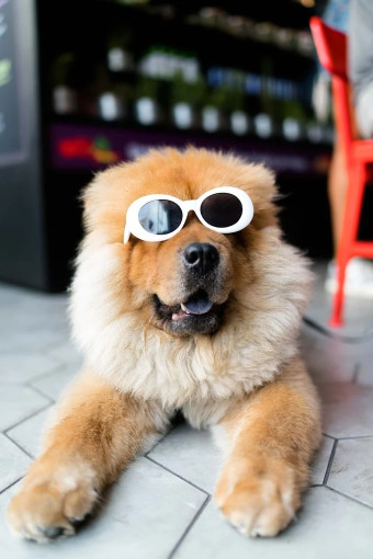 Image of Shaggy Dog Pet Grooming Centre service in Dudley, England, United Kingdom