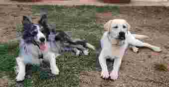 Image of Dog Academy Centro cinofilo Bagheria. Addestramento Cani service in Bagheria, Sicilia, Italy