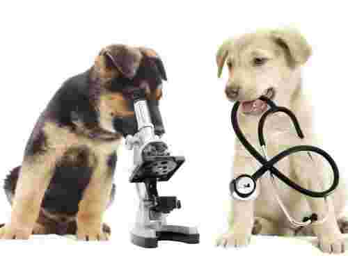 Image of Veterinario Omeopata - Dott. Enio Marelli - Omeopatia Veterinaria service in Torino, Piemonte, Italy