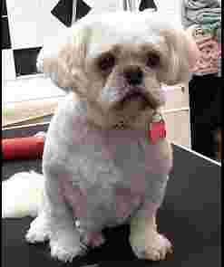 Image of Mannequin Mutts service in Oxton Village, England, United Kingdom